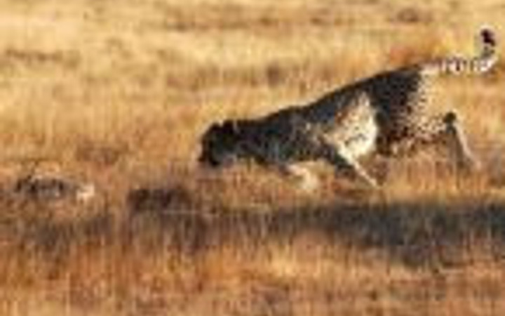 Ölüm kalım savaşı!