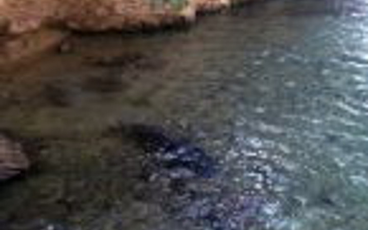 Bu hayvan türü Bodrum'da görüntülendi...