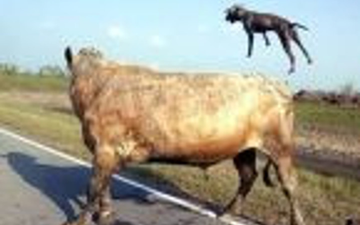 2 pitbull boğaya saldırırsa ne olur?