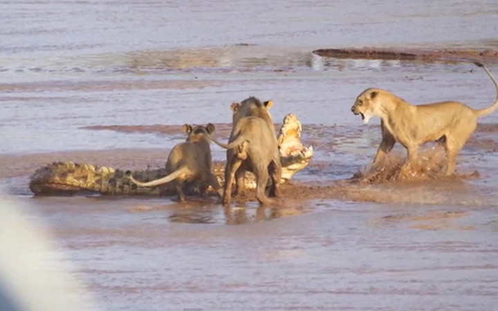 Üç aslan ile bir timsah kapıştı