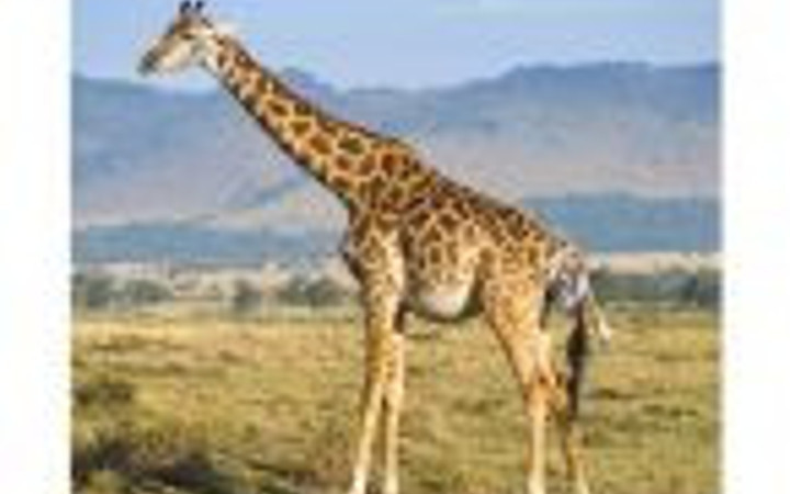 Zürafanın doğum anı 