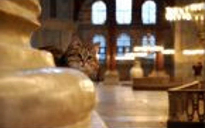 Ayasofya'nın gizemli kedisi