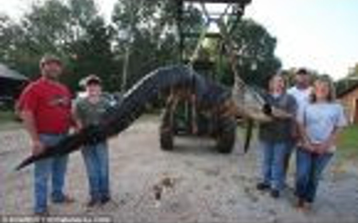 Dev timsahın içinden geyik çıktı