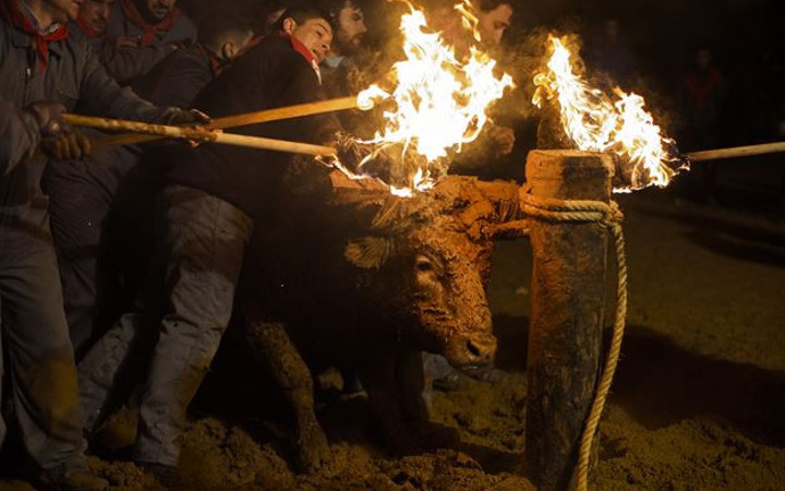 Boğa yakma festivalinden korkunç görüntüler