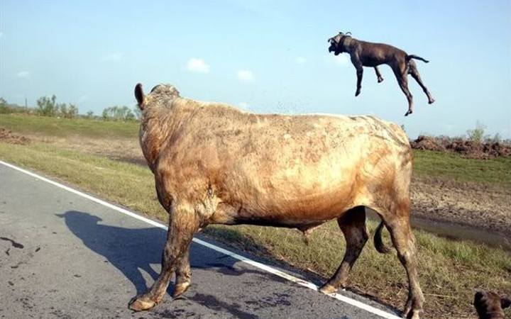 Korkunç kapışma! İki pitbul boğaya yaklaşınca...