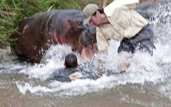 Su aygırı doktora böyle saldırdı!