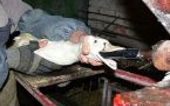 Yasal olarak hayvanlara yapılan işkenceler!