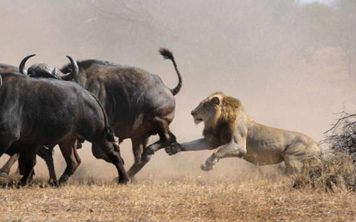 Tek başından hepsinin hakkından geldi!