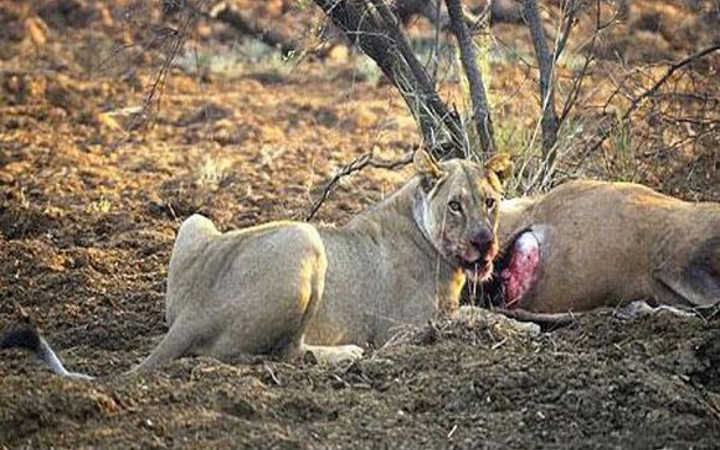 Avının hamile olduğunu görünce...