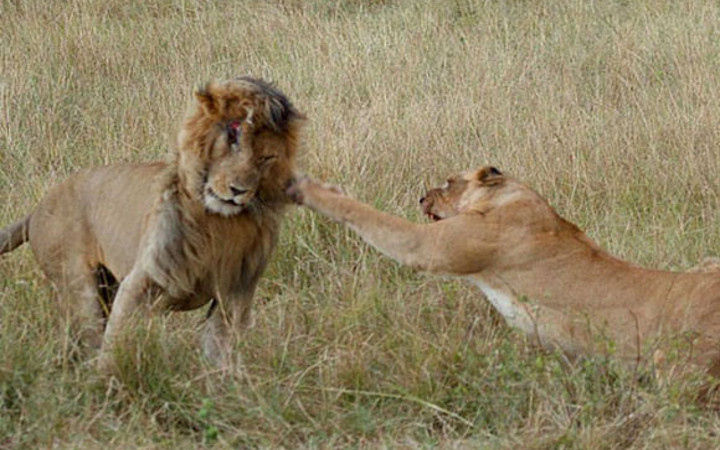 Aslanların kavgası dehşete düşürdü