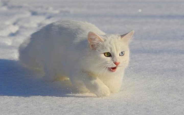 Van kedileri Mart'ı bekleyemedi
