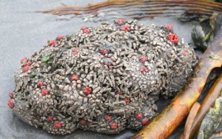 Dünyanın en tuhaf hayvanları