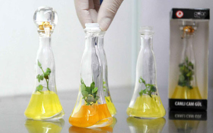 Solmayan gül üretildi