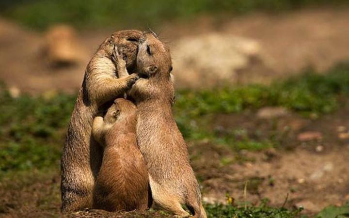 Hayvanların da aşık olduğunun kanıtı fotoğraflar