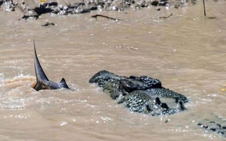 Timsah ve köpekbalığının inanılmaz mücadelesi
