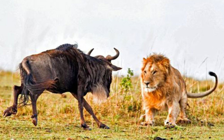 Vahşi doğadan inanılmaz anlar