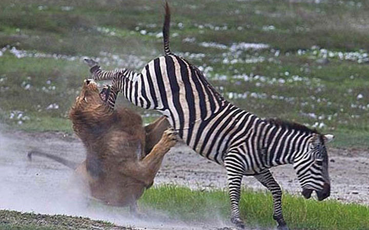 Vahşi doğadan inanılmaz anlar