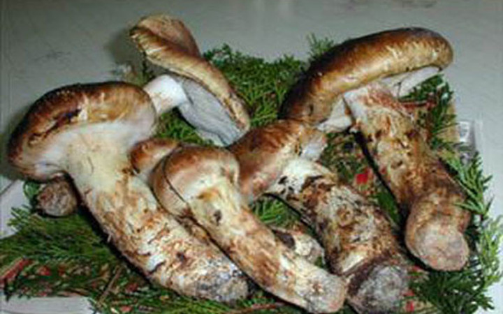 Dünyanın en pahalı yiyecekleri