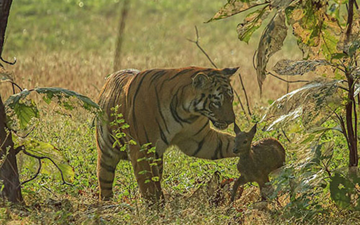Dişi kaplan küçük geyiği yavrusu sandı