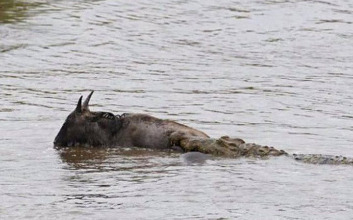Timsahtan antiloba inanılmaz pusu