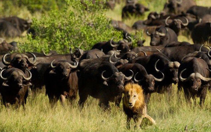 Ormanlar kralı aslan bizonlara yem oldu