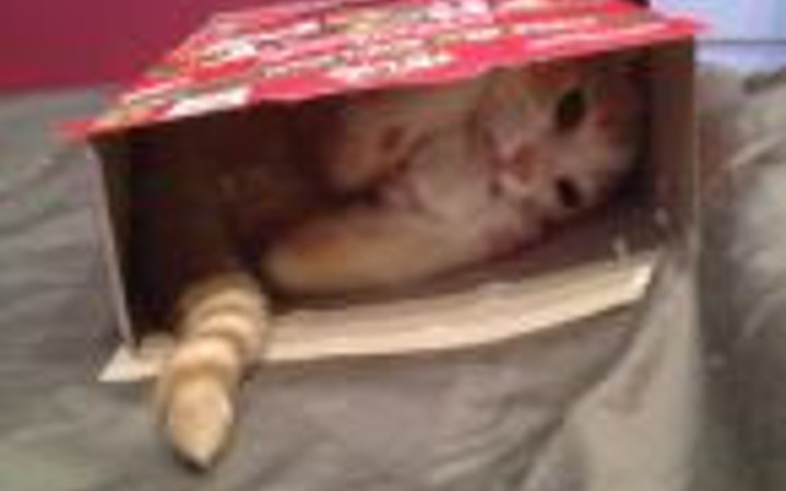 Bu yaramazlar çok sevimli