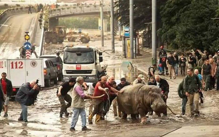 Hayvanlar şehri bastı