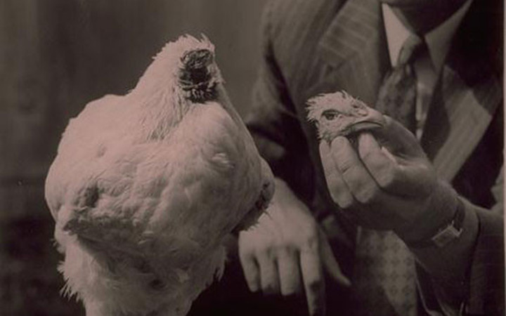 Kafası olmadan 18 ay yaşayan tavuk