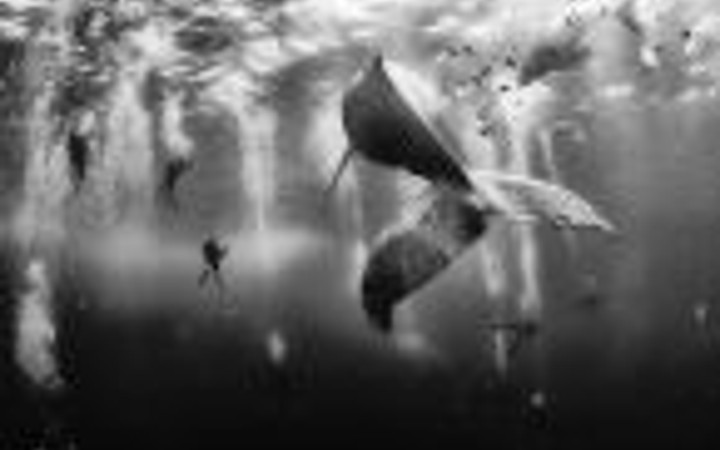 2015 National Geographic en iyi fotoğrafları