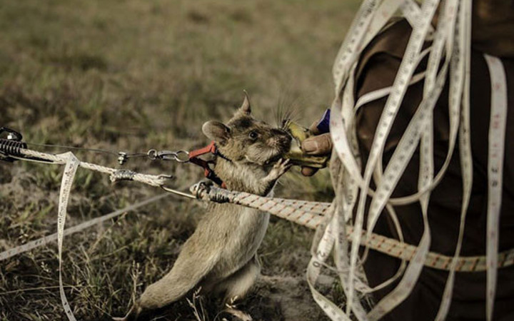 Mayın avcısı sıçanlar