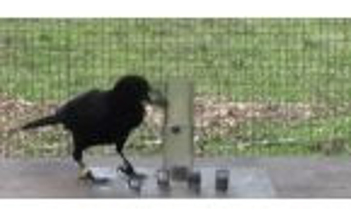 Güne hareket katacak eğlenceli kareler