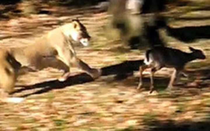 Aslan yavru geyiği böyle avladı