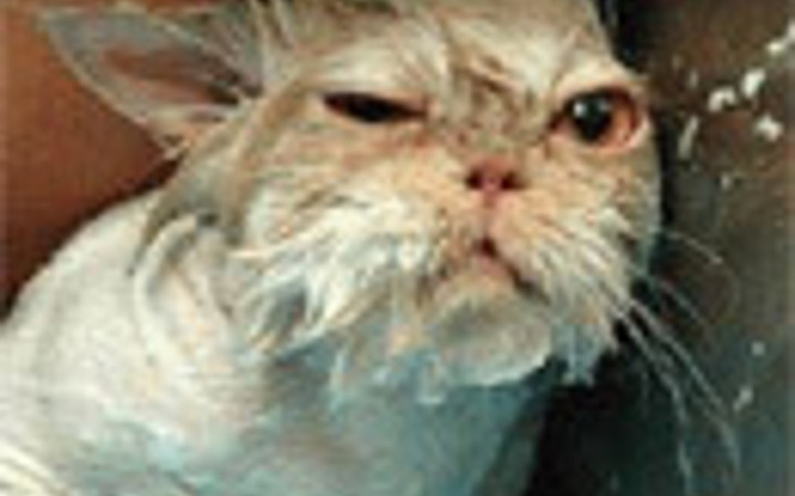 Yıkanmak istemeyen kediler