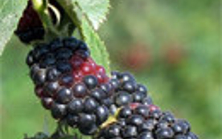 Bitki çaylarındaki şifa