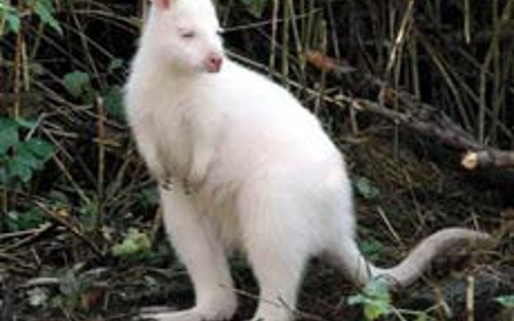 Bu hayvanlar doğuştan albino