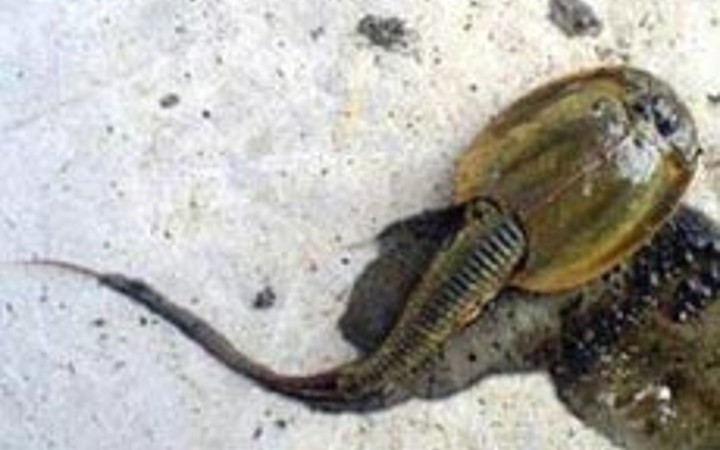 Bu nasıl bir yaratık?