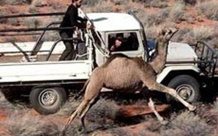 Avustralya'da deve terörü!