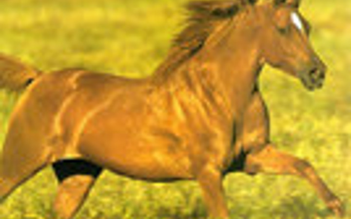 Hayvanlar aleminden bilmediklerimiz