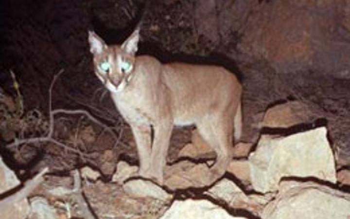 13 yıl sonra ilk kez görüntülendi