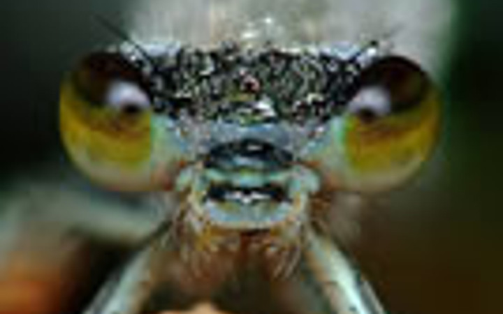 Çiğlerle böceklerin buluşması...