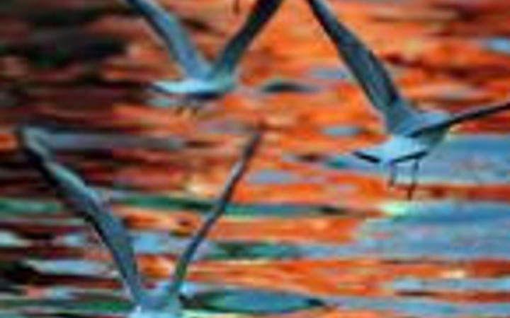 Martıların suyla dansı