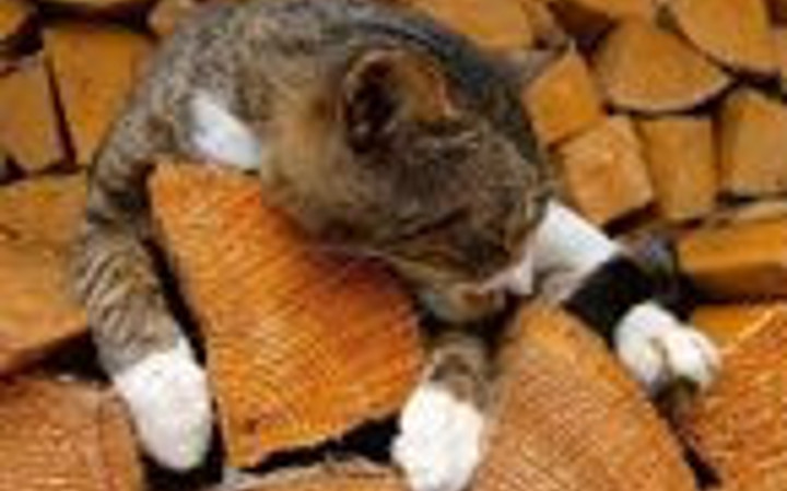 İnternette en çok tıklananlar