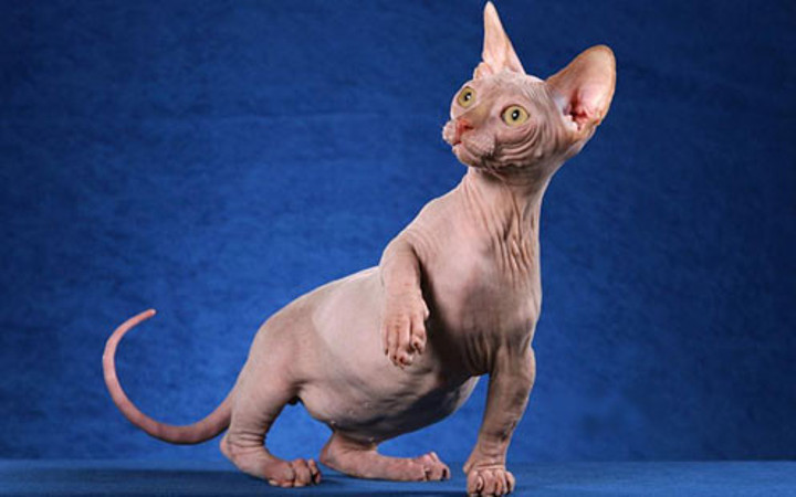 Hem kel, hem çirkin, hem 7 bin lira