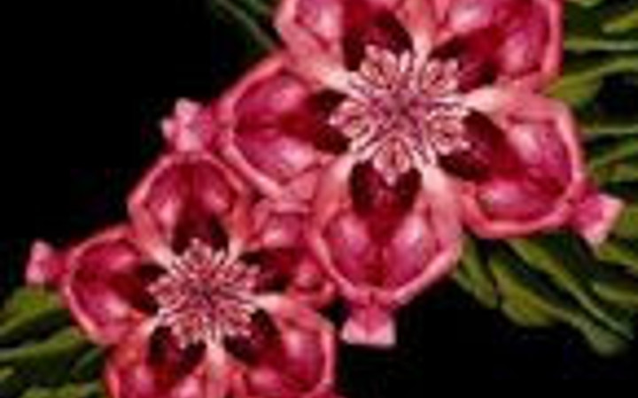 Çıplak bedenler çiçek oldu