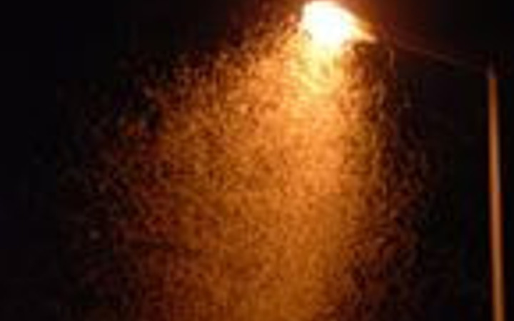 Kelebeklerin ölüm dansı