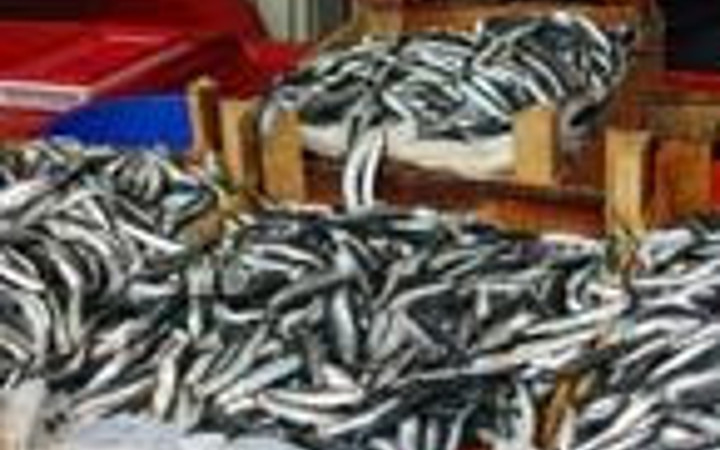 Fıkra tadında 'balık' hikayeleri