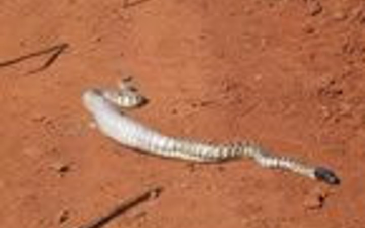 Yılan'ın ziyafet anı