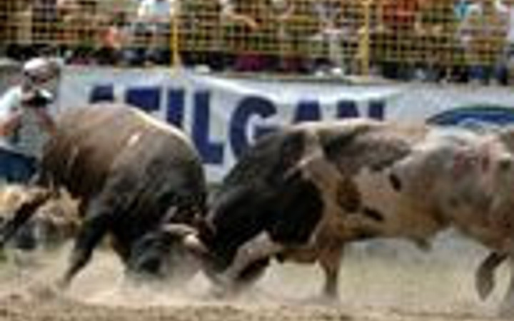 Artvin'de boğa güreşi