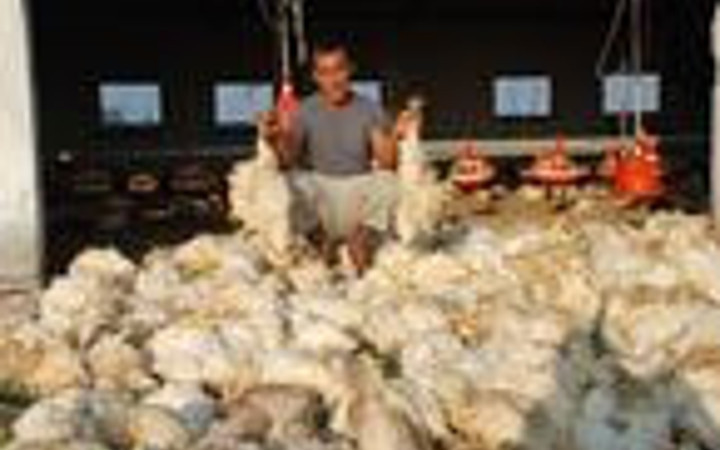 Sıcaklar üç bin pilici telef etti