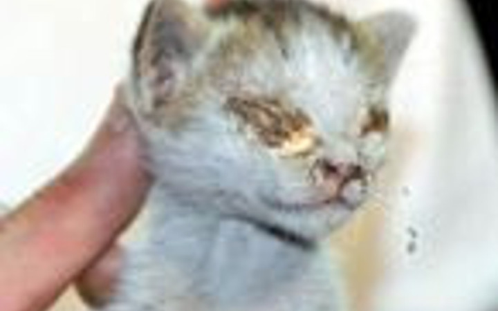 Yavru kedilerin gözlerini yapıştırdılar